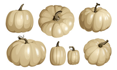 White pumpkin isolated on white. Realistic vector pumpkins. Set of white pumpkins for Halloween and Thanksgiving decor.