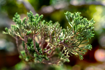 branch of a pine