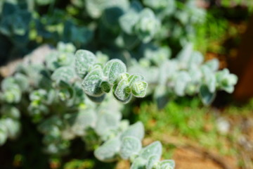 Silver green Origanum Dictamnus oregano plant growing in the herb garden in Greece