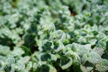 Silver green Origanum Dictamnus oregano plant growing in the herb garden in Greece