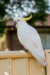 Sulphur-crested cockatoo seating on a fence. Urban wildlife. Australian backyard visitors