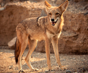 Fototapeta premium Coyote Close-Up