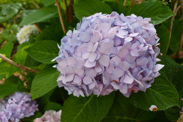 Some flowers growing in the summer in downtown, savannah, georgia