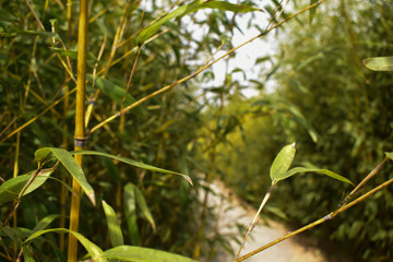 Plant life, the environment