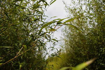 Plant life, the environment