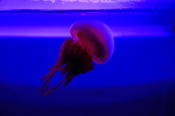 nettle jellyfish