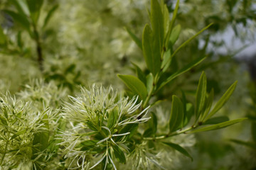 Plant life, the environment