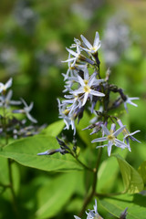 Plant life, the environment