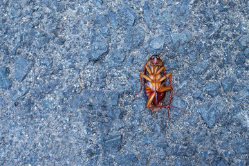 Dead bug, pest control illustration.
