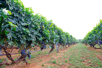 Fototapeta na wymiar Cabernet sauvignon grapes planting base