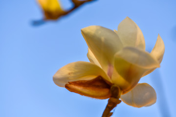 Close-up of red and yellow magnolias blooming in the botanical garden in spring