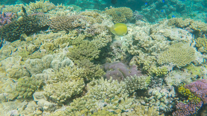 butterflyfish on a coral reef at heron island
