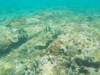 moorish idol swimming on the great barrier reef at heron island