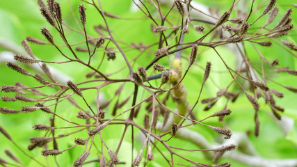 pisonia seed burrs on a tree at heron island on the great barrier reef