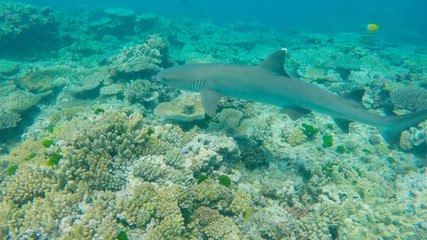 close up of a white tipped shark on a reef at heron island