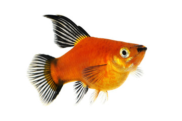 High Fin Red Wag Platy Xiphophorus Maculatus Platy aquarium fish