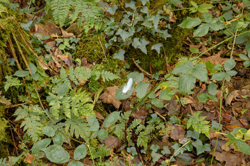 White feather fallen onto leaf below roosting area in woodland in Autumn
