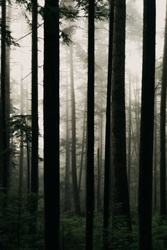 Foggy Morning Light In A Canadian Forest