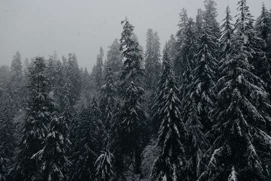 Snowy Forest In The Pacific Northwest
