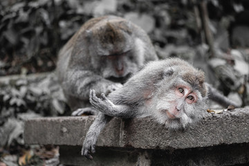 Monkey forest, Ubud.