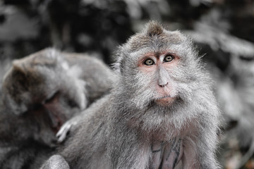 Monkey forest, Ubud.