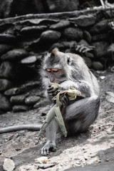 Monkey forest, Ubud.