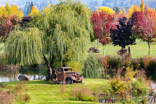 Vintage rusty 1938 Truck sitting under a weeping willow tree near a pond with fall colors and hills in the background in Hood River, Oregon