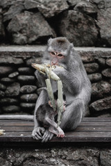 Monkey forest, Ubud.