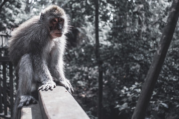 Monkey forest, Ubud.