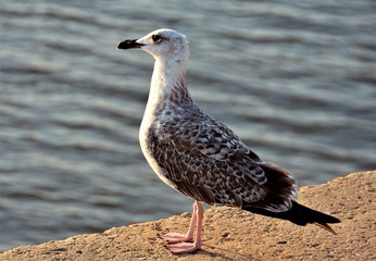 a seagull sitting down