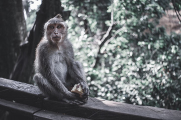 Monkey forest, Ubud.