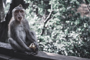 Monkey forest, Ubud.