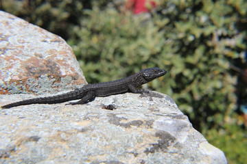 Black Girdled Lizard on a rock in Cape Point National Park