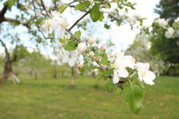 Apple blossoms on branch in an orchard in the spring in Maine