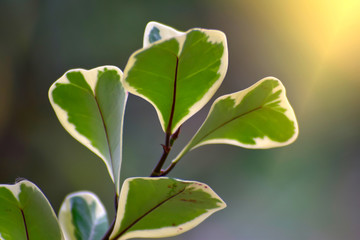 Green leaves in the garden Which is natural looking, comfortable and refreshing	