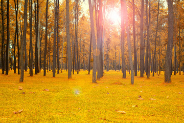 Sun flares shine thru pine trees forest in colorful yellow orange green over sky background.