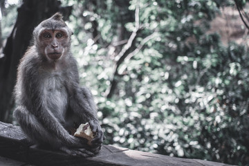 Monkey forest, Ubud.