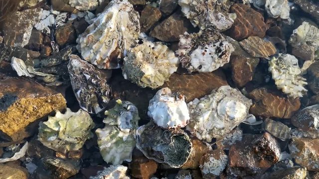 Natural background with oyster shells and scallop in water.