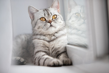 A Scottish or British cat with a marbled black and white color is resting on a white windowsill on a bright sunny day.