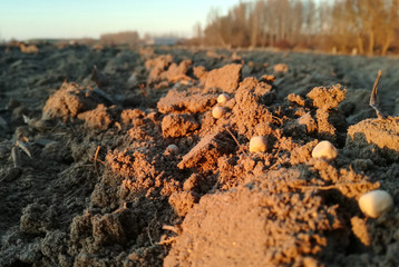 Planting of the pea seeds. Trees in the background. Spanish countryside. Outdoor. Farming industry. Browns.