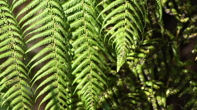 Close up of Fern leaves blowing in the wind in New Zealand