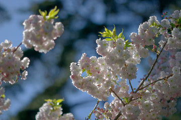 double-flowered cherry tree flowers bloom