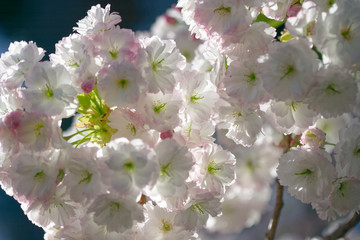 double-flowered cherry tree flowers bloom