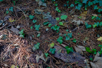 Pine needles fallen on woodland floor in Autumn with ivy growth