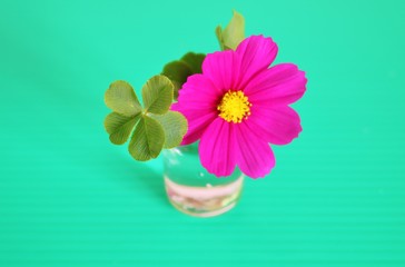 こすもす　くろーばー　