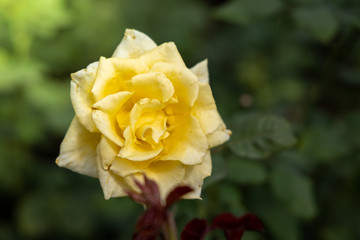 Roses in the garden