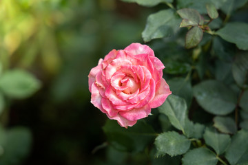 Roses in the garden
