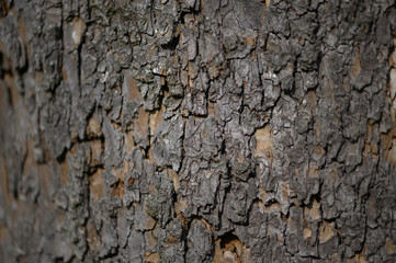 bark