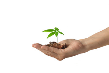 Human hand with heap of money and a small tree on top