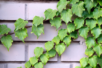 Decorative climbing plant on a brick wall. The vine is thin wooden, the leaves are green. Landscaping, decor, landscape design. Garden Evergreen Ivy (Hedera helix) winding lianopod evergreen